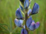 foto de flor de planta silvestre papilonaceae leguminoseae Lupinus Angustifolius L. , Altramuz azul (E.), narrow-leaved blue lupin (I.), Blaue Lupine , Schmalbl�ttrige Lupine (A.), Lupin � folioles �troites (F.), Lupino Azzurro (It.), Tremo�o-de-folhas-estreitas (P.), con tama�o de 1024X768